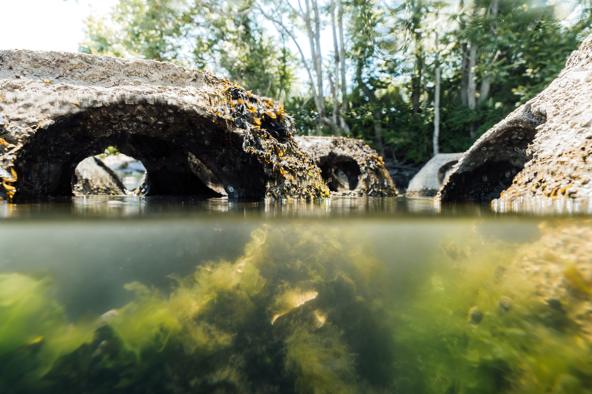 The Magic of Restoration: How Connecticut College Is Helping a Historic Shoreline Thrive