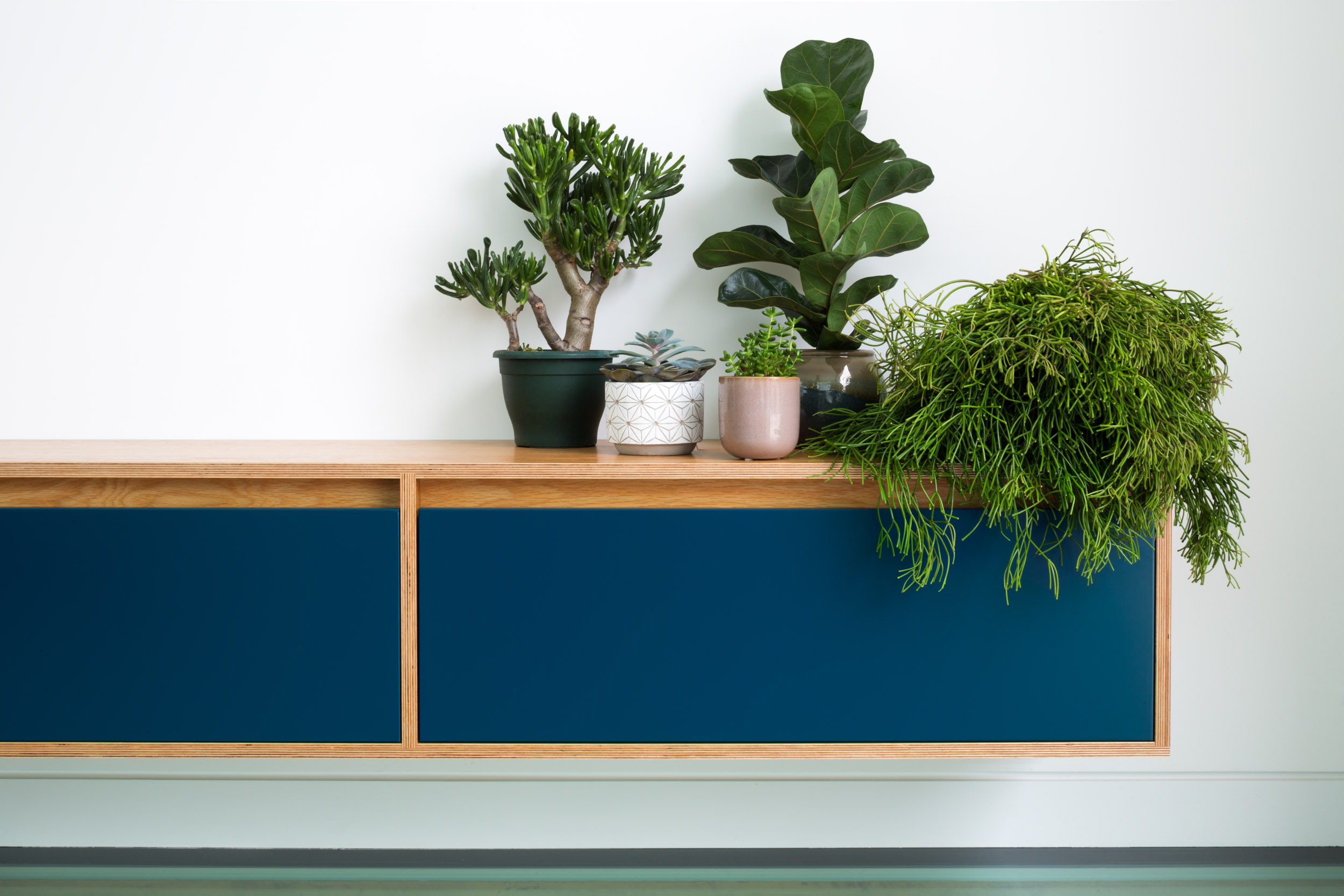 Detail of plant and teal plywood cabinetry