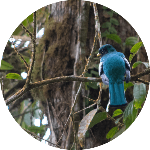 Teal bird on tree branch