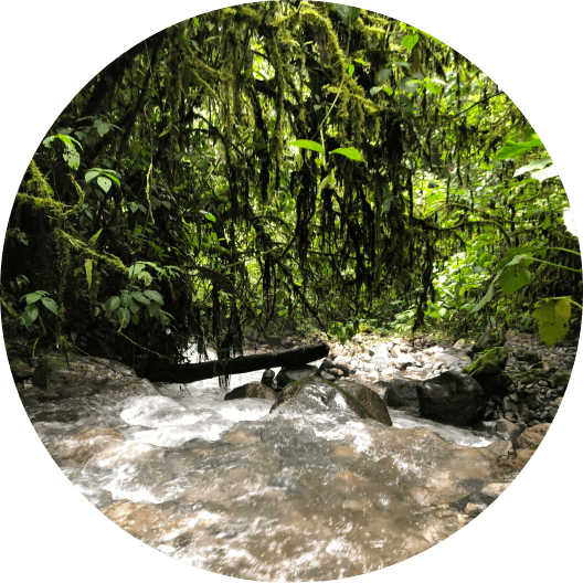 River surrounded by tropical 
forest
