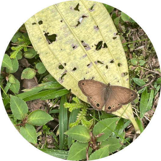 Brown butterfly on top of a yellow leaf
