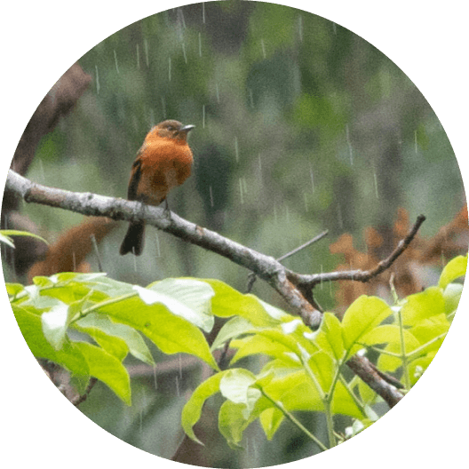 Orange bird on a tree branch with rain drops
