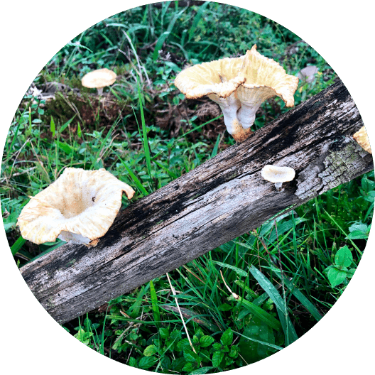 Fungus on tree trunk
