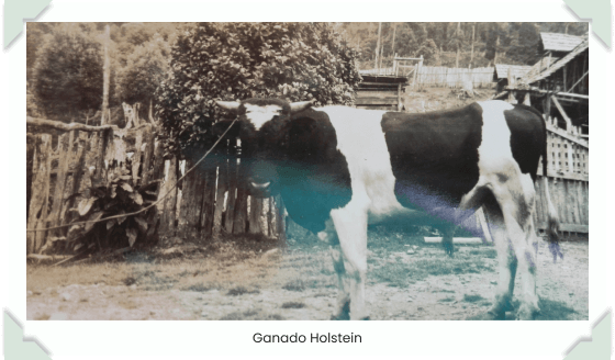 Ganado holstein en la época de producción de ganado