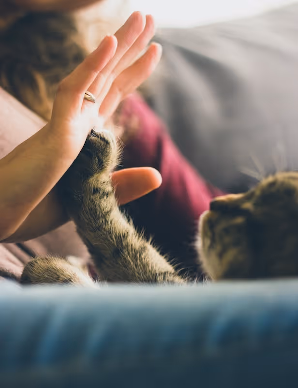 Komunikace se zvířaty