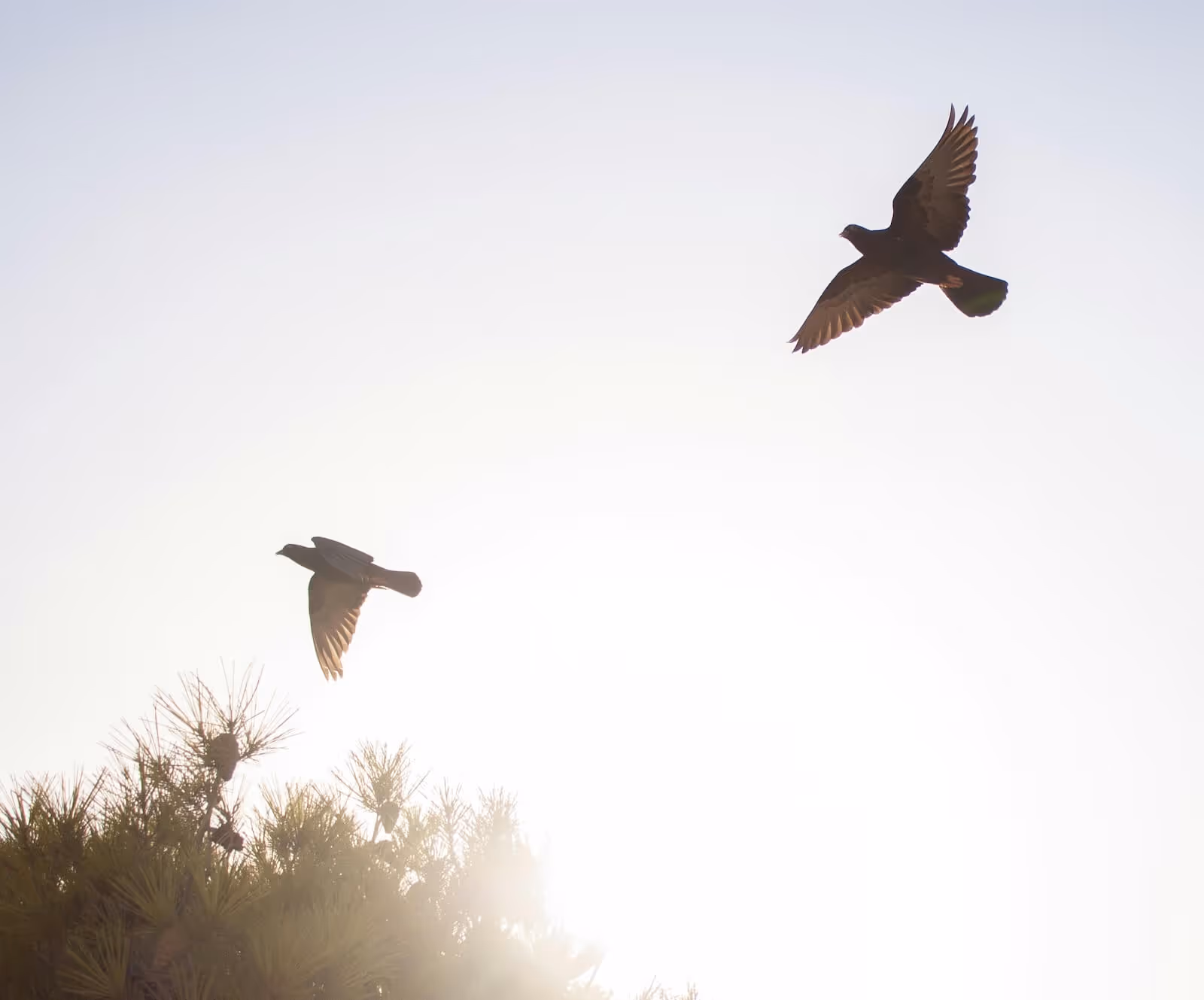 Komunikace s duší zvířat i lidí