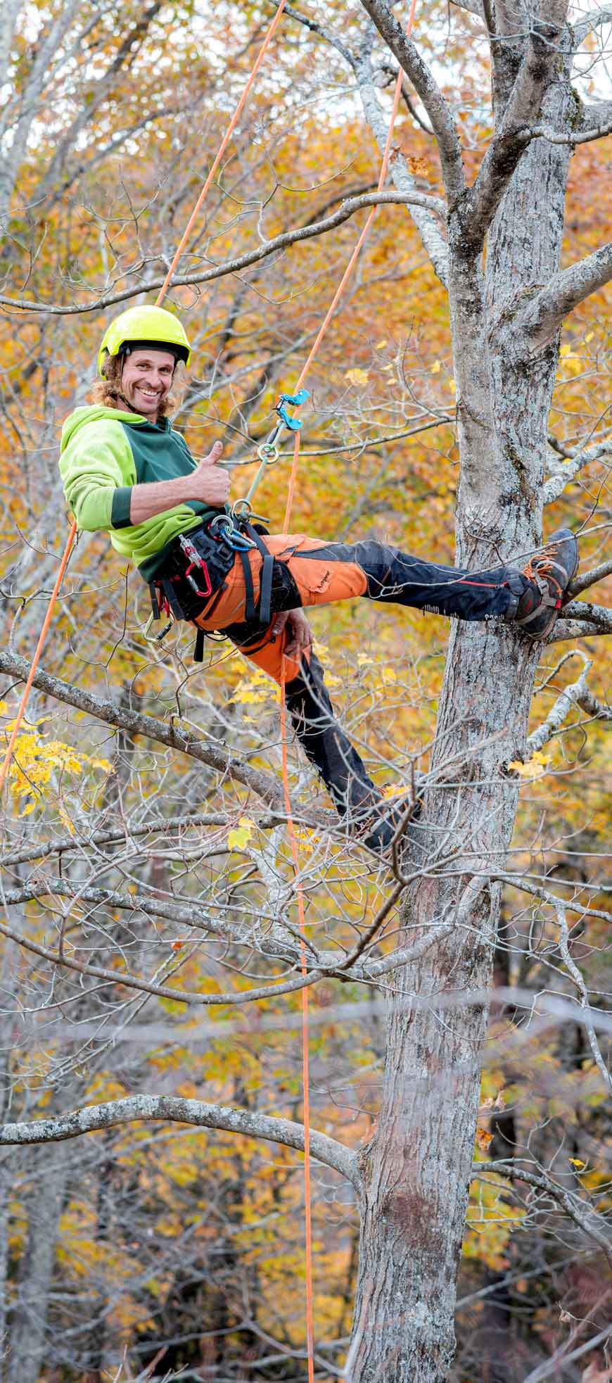 Man giving thumbs-up while demonstrating safe tree climbing.