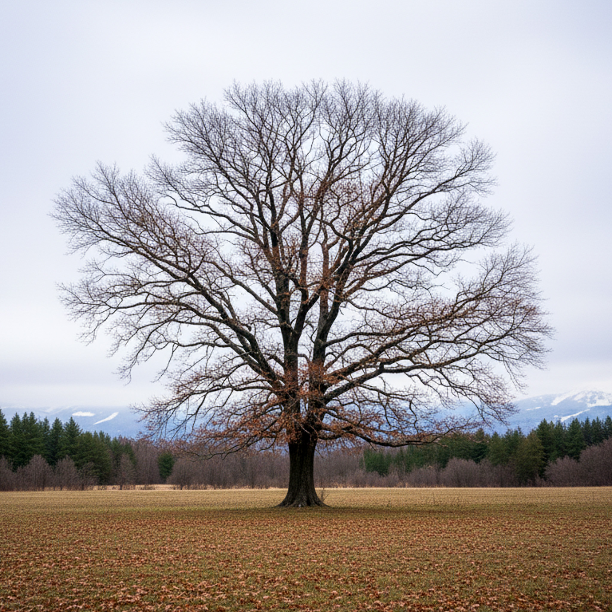 Should You Remove a Tree in Winter?