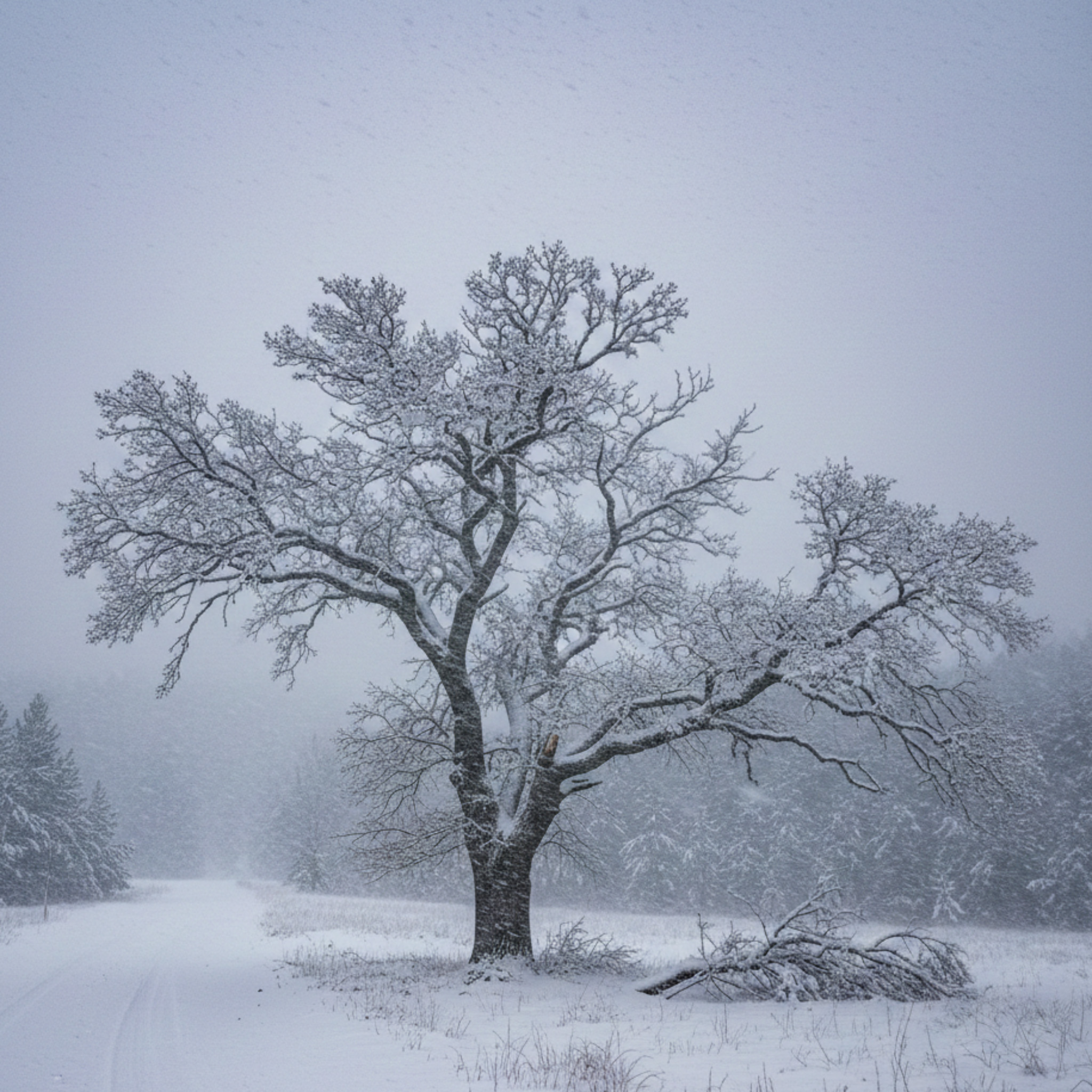 Winter Storm Response