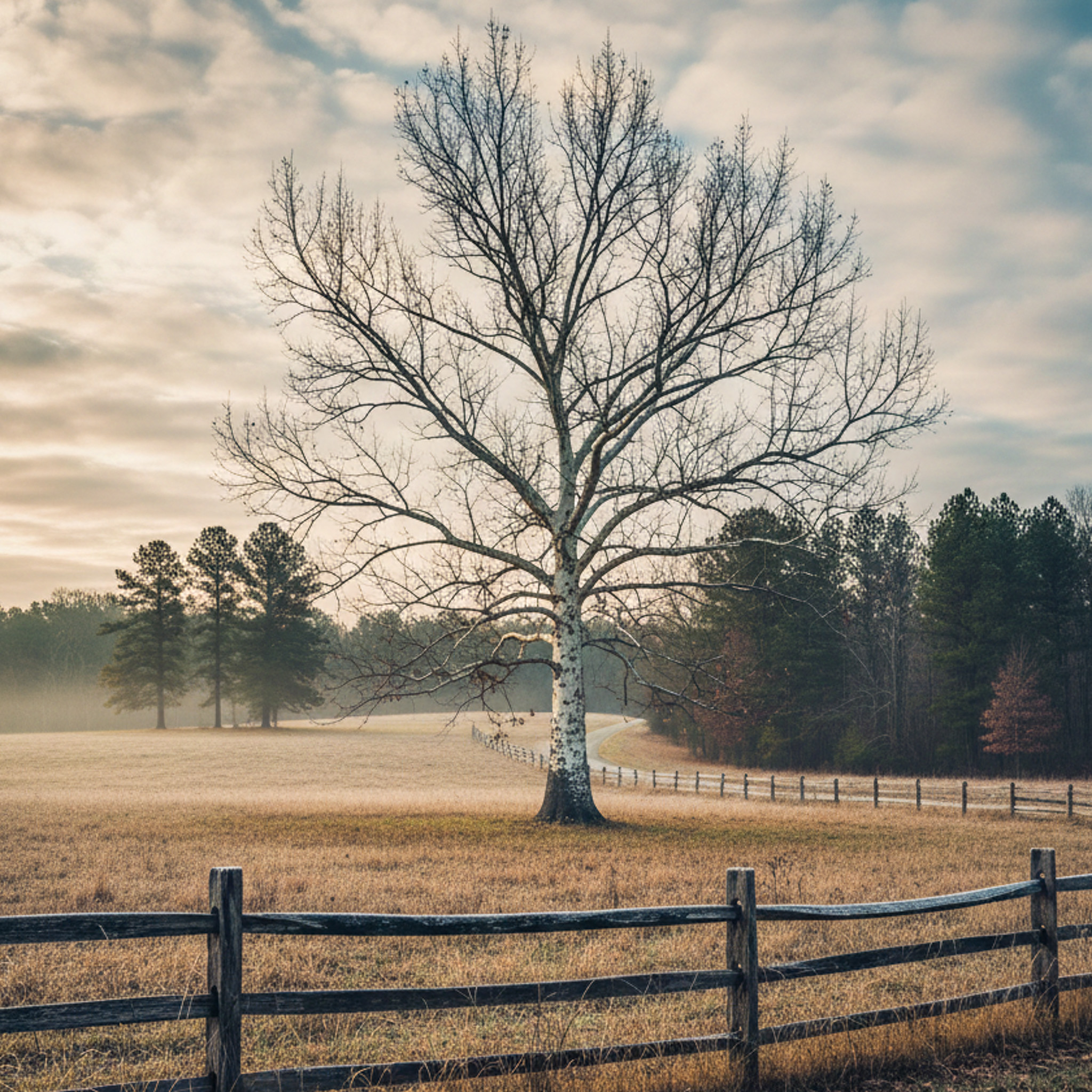 Why the Dormant Season Is Ideal for Pruning Trees