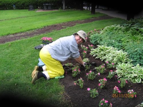 Peoria Garden Club member planting flowers for local project