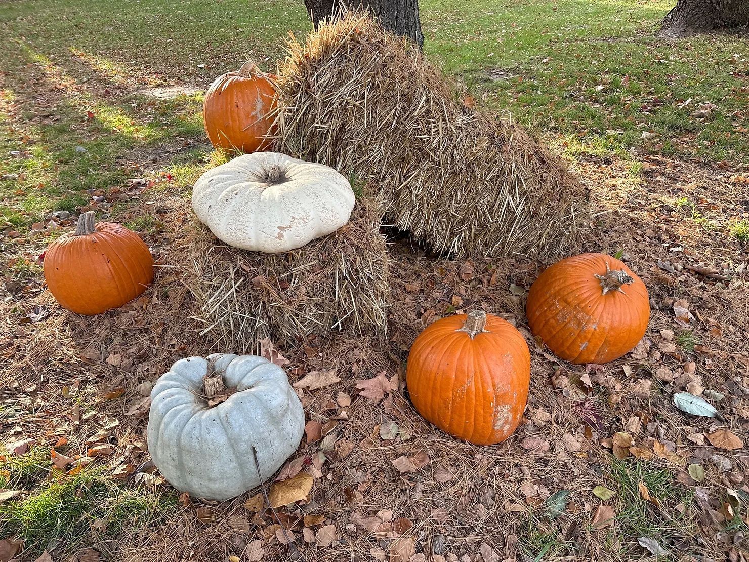 Turn orange goo into black 'gold;' compost your pumpkins