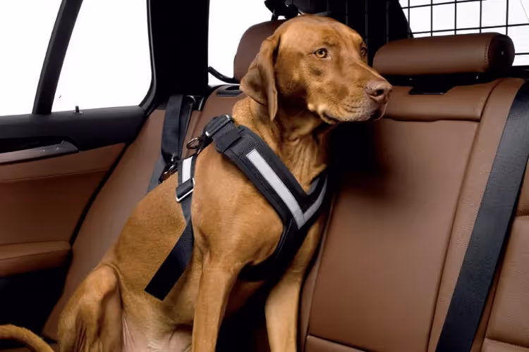 Schwarzes Hundegeschirr mit Reflektoren