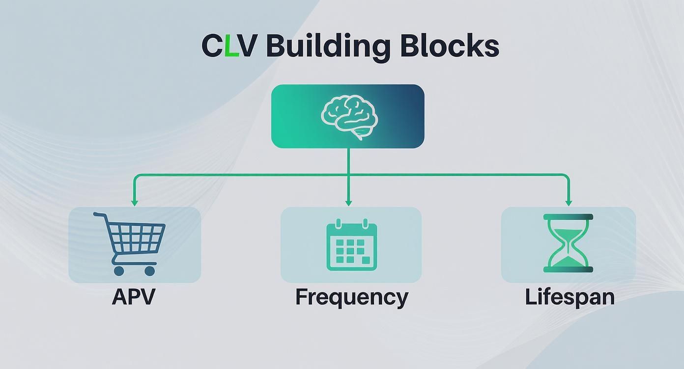 Infographic about customer lifetime value analysis