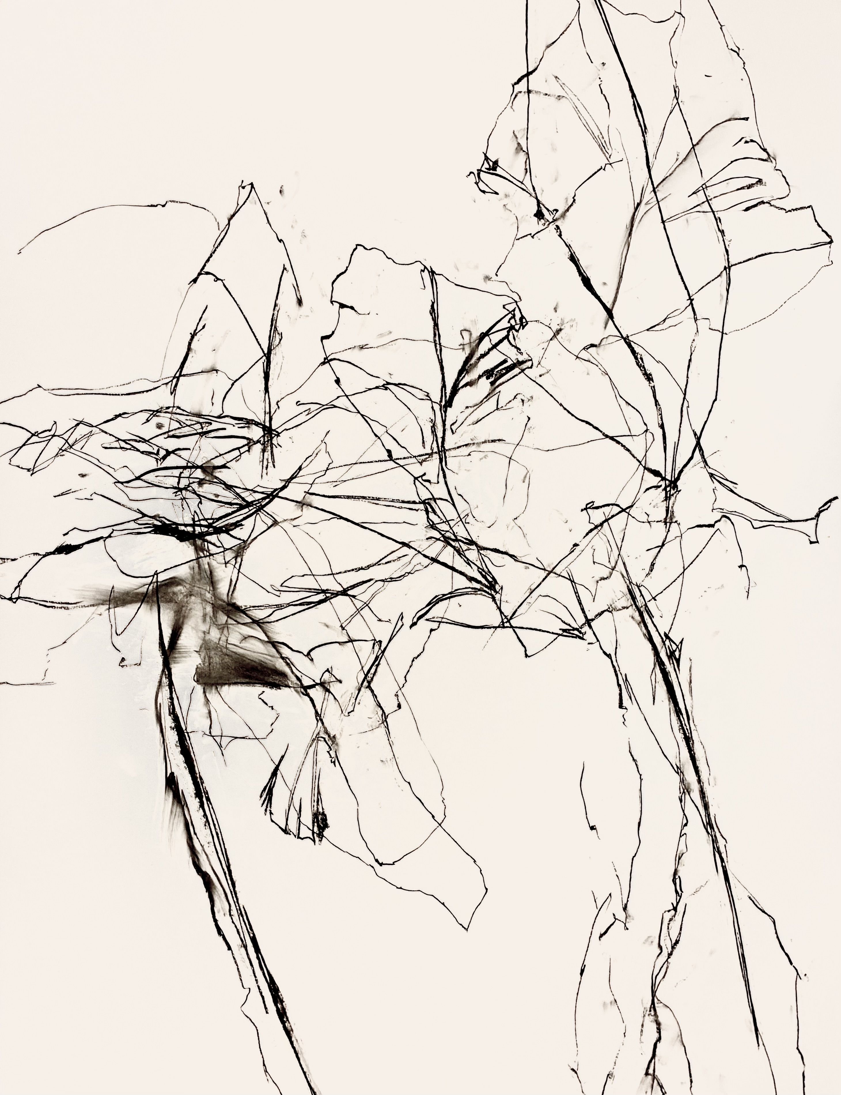 Abstract fine black ink lines and smudges on a beige background resembling organic shapes.