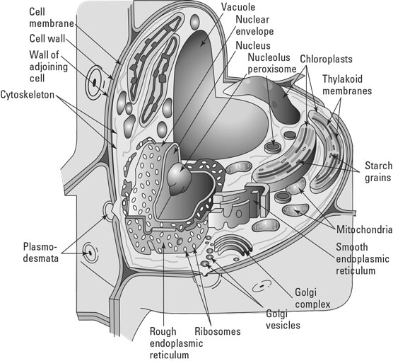 plant cell