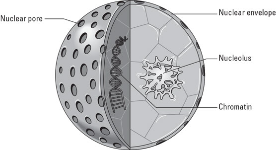 The nucleus.