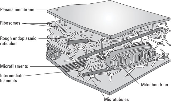 The cytoskeleton.