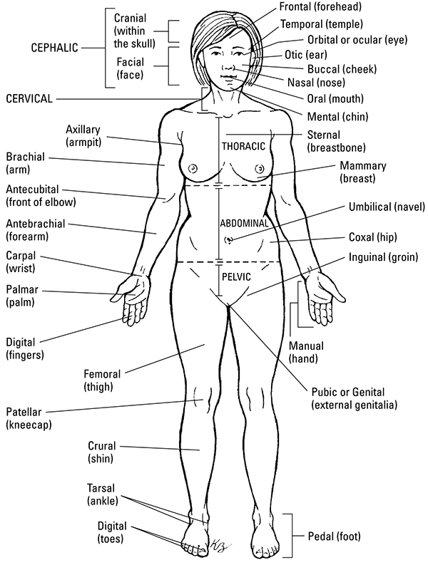 Diagram of the anterior view of the body’s regions