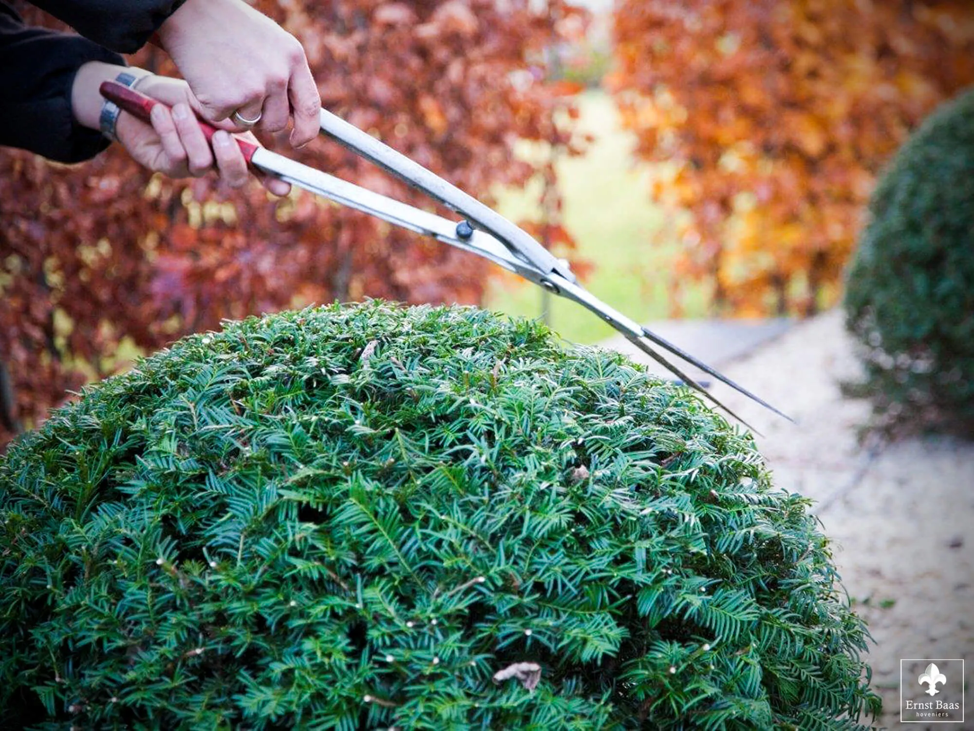 Winterharde Taxus plant die gesnoeid word door een van de Ernst Baas hoveniers