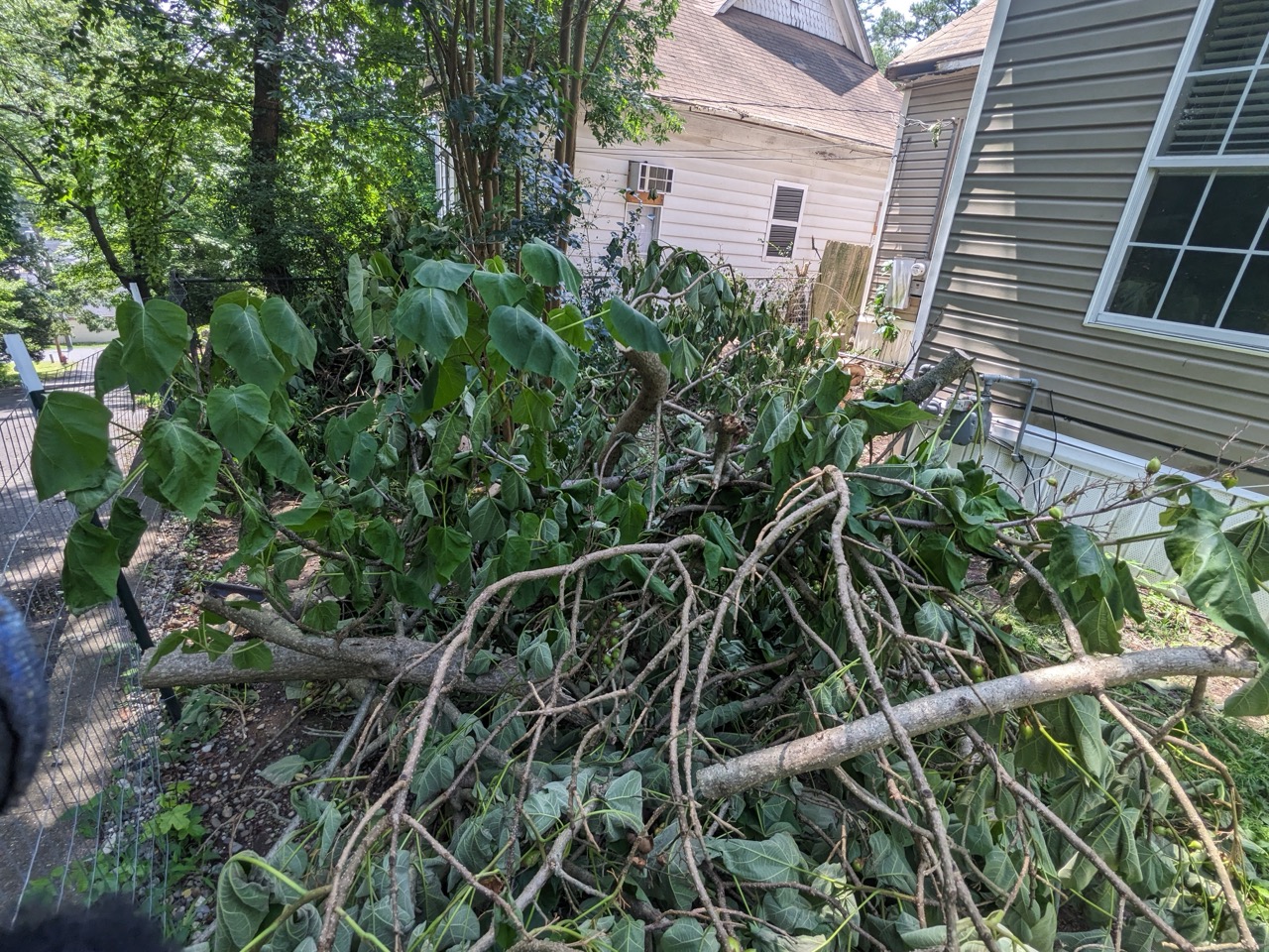 Large tree with trimmed branches standing in front yard in Central Arkansas