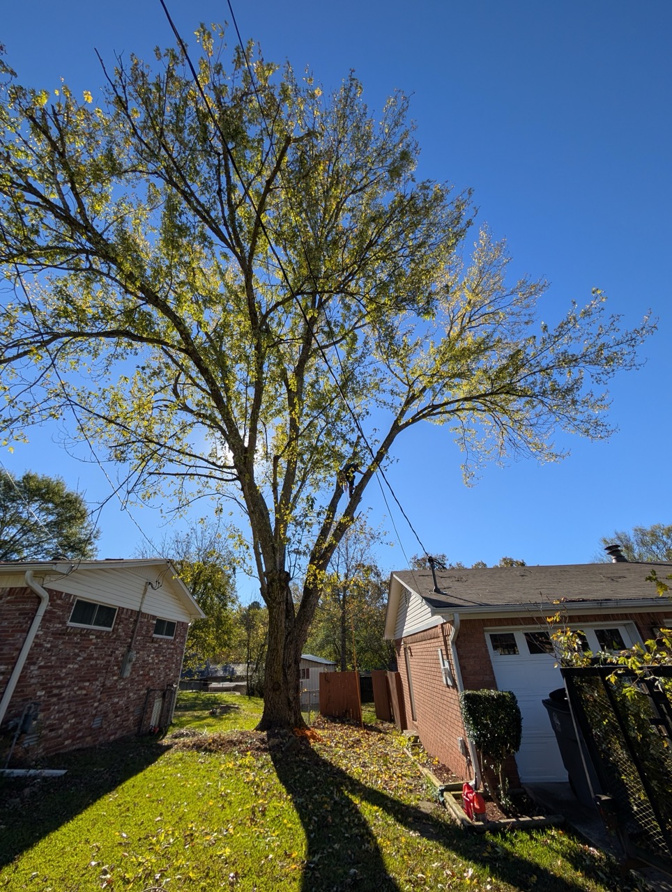Tall tree in front yard near brick home before removal in Benton, Arkansas
