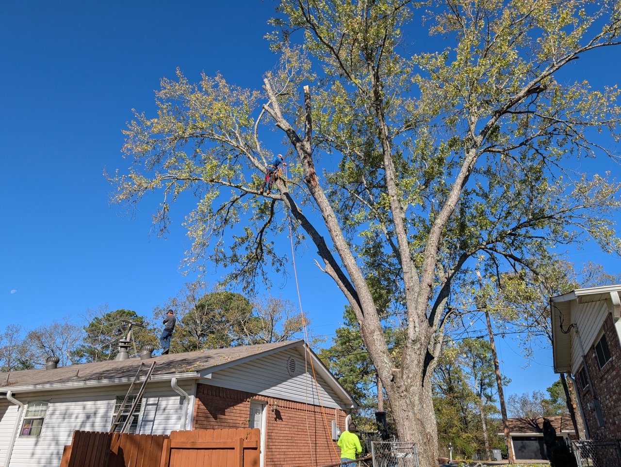 Arborist in helmet trimming large tree above a house roof with others assisting below under clear blue sky.