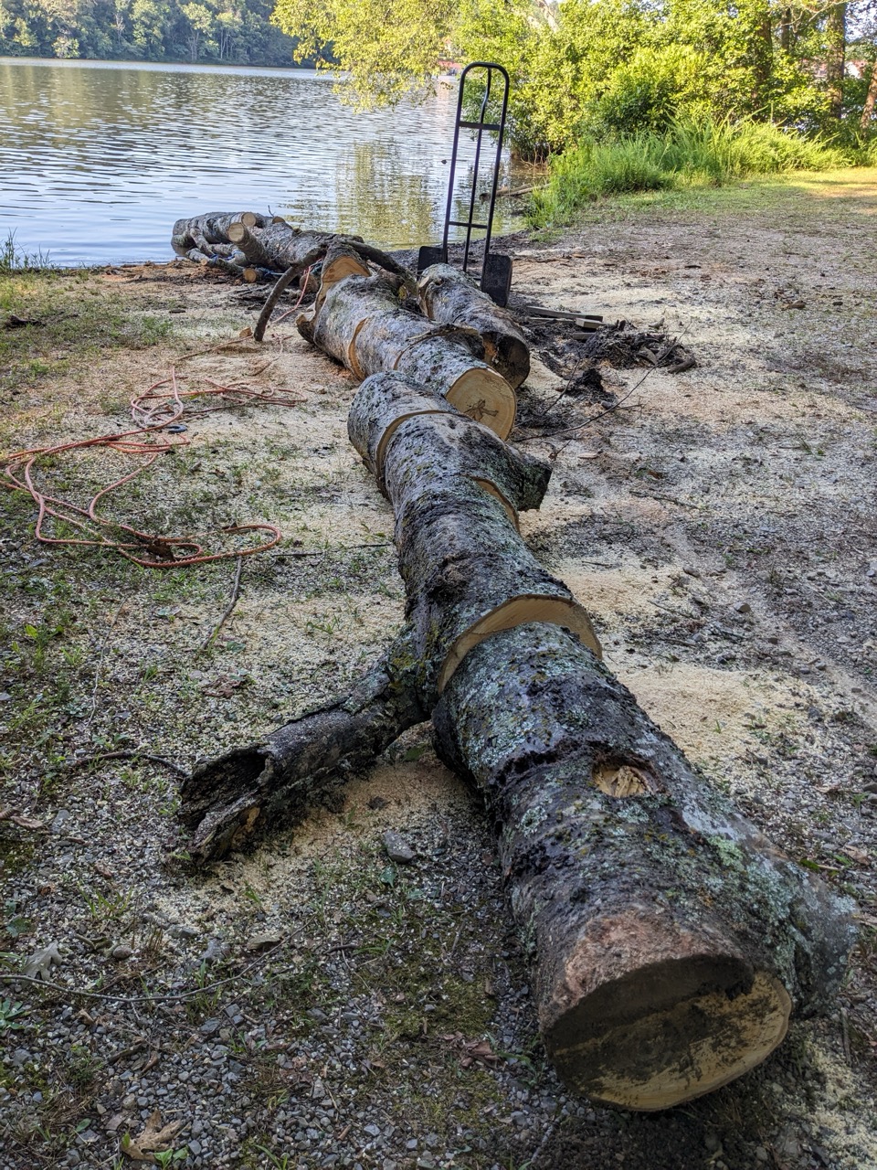Cut tree trunk segments laid out after removal near Hot Springs lakefront