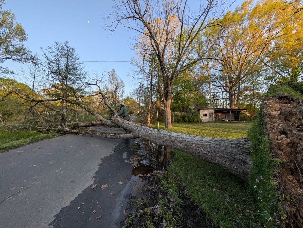 Fallen tree blocking residential street after storm in Benton, Arkansas