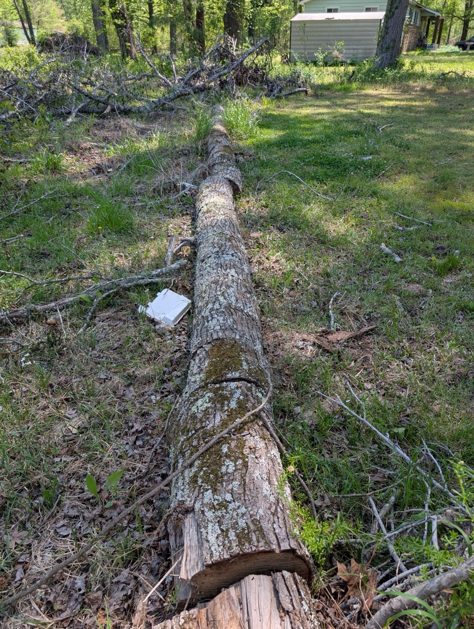 Large tree trunk lying on grass after removal from storm damage