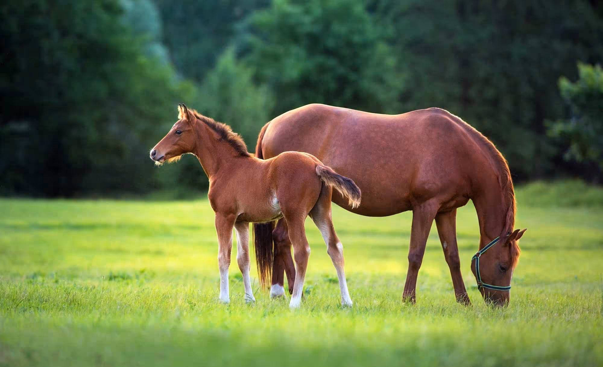 norvite-equine-nutrition