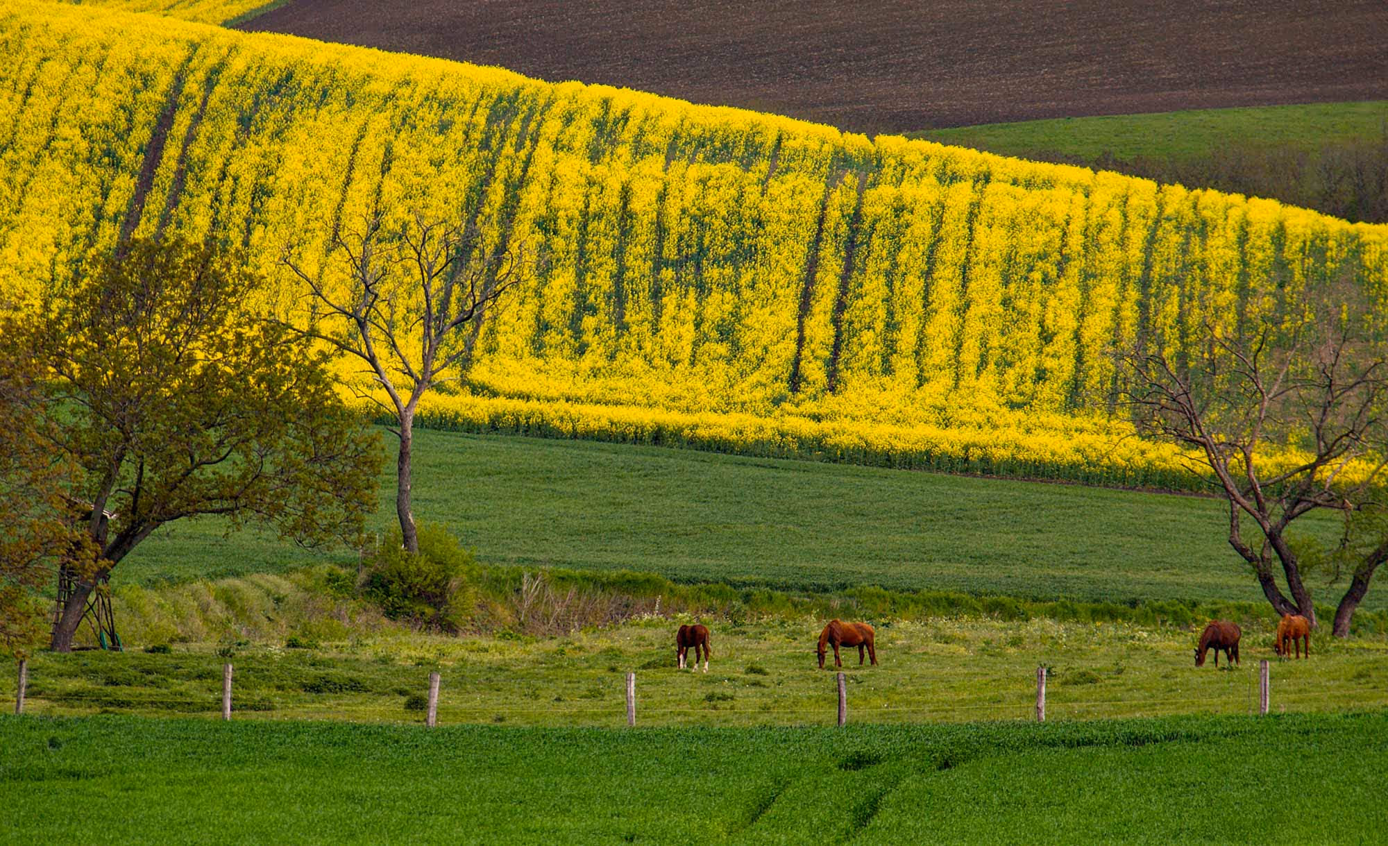 Environment-and-sustainability-Norvite-Equine-Nutrition