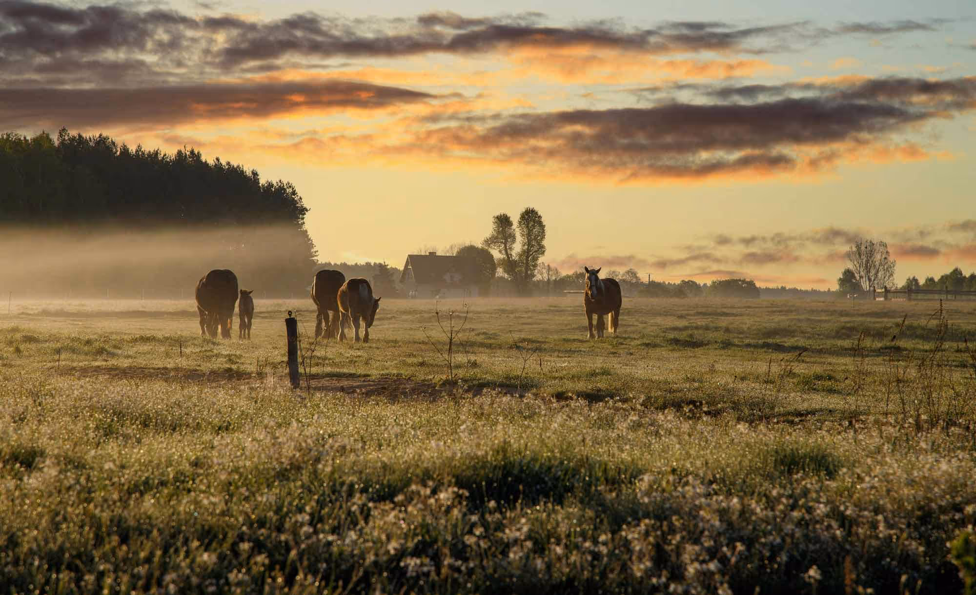 Equine-Grass-Sickness-Norvite-Equine-nutrition
