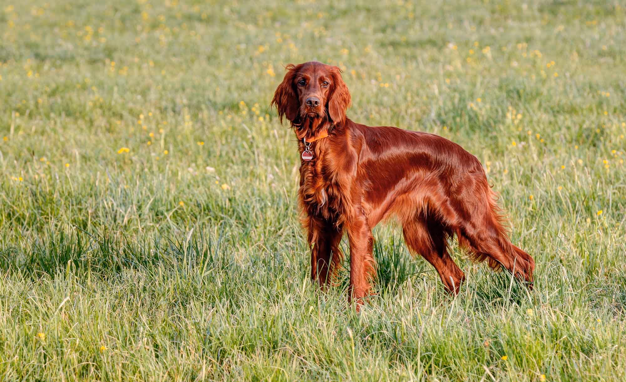 NEOflo-Canine-Norvite-Animal-Nutrition