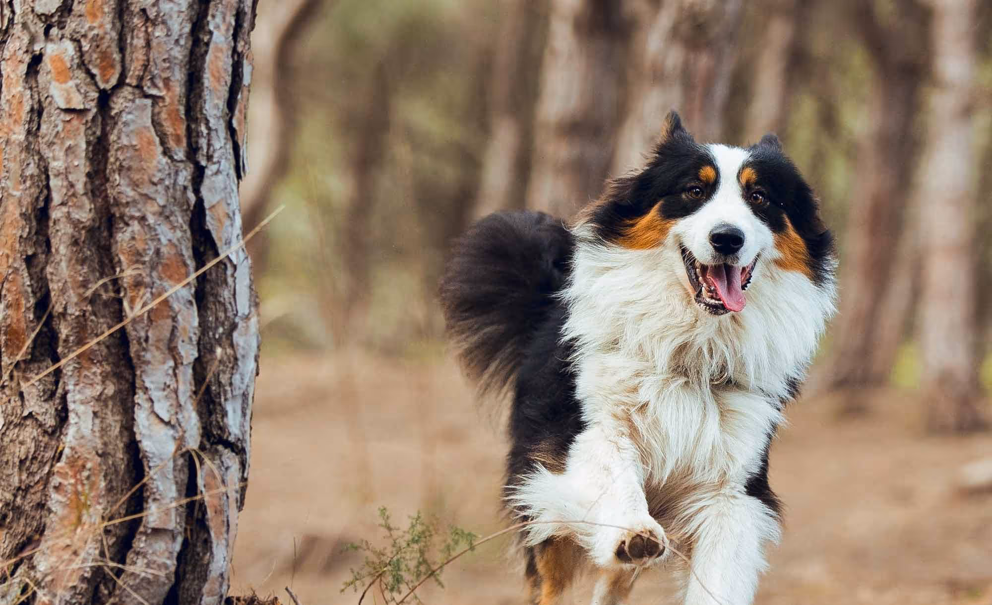 NEOflo-Canine-Norvite-Animal-Nutrition-Collie