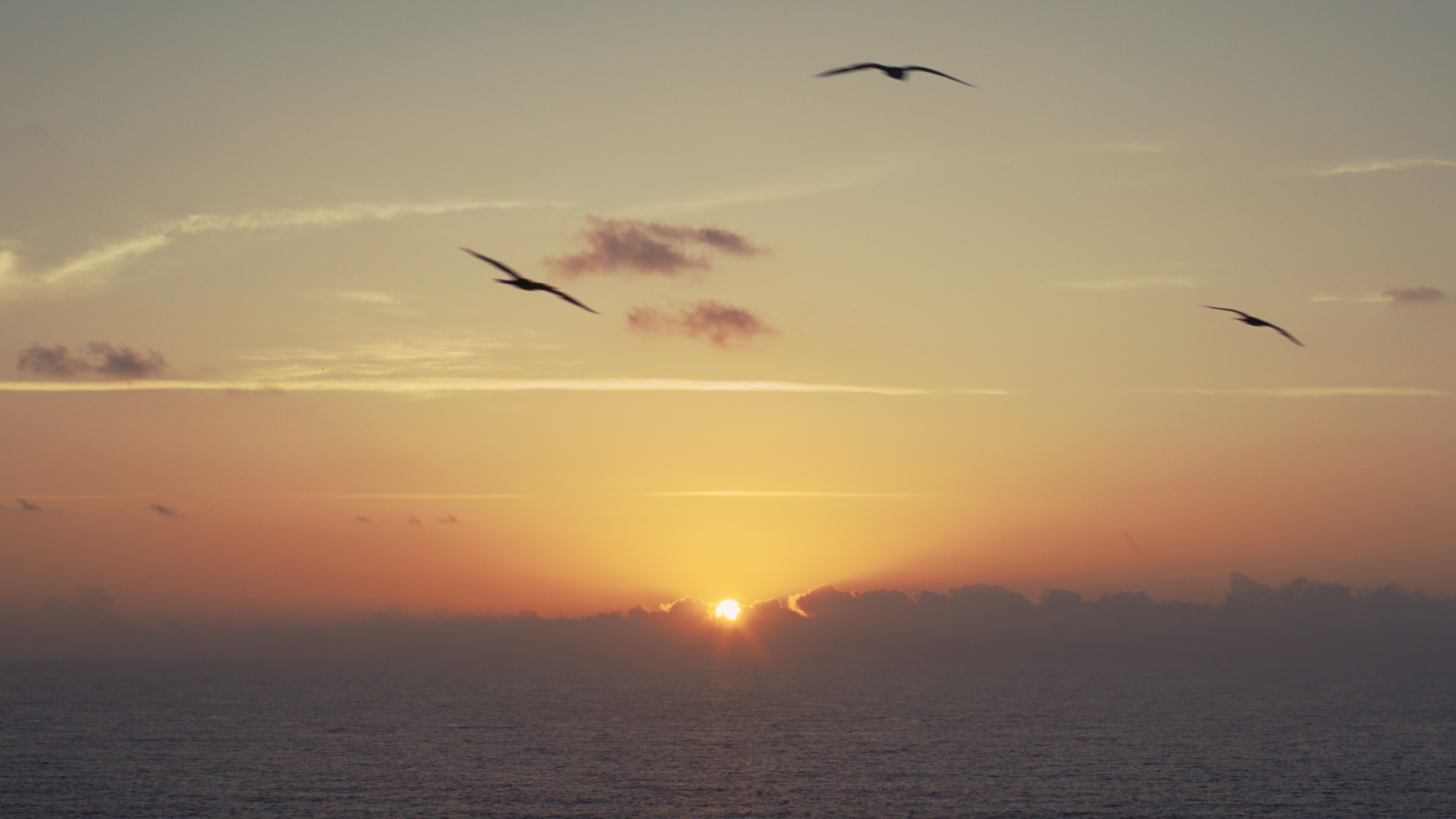 Seabirds circling above the cliffs at sunset
