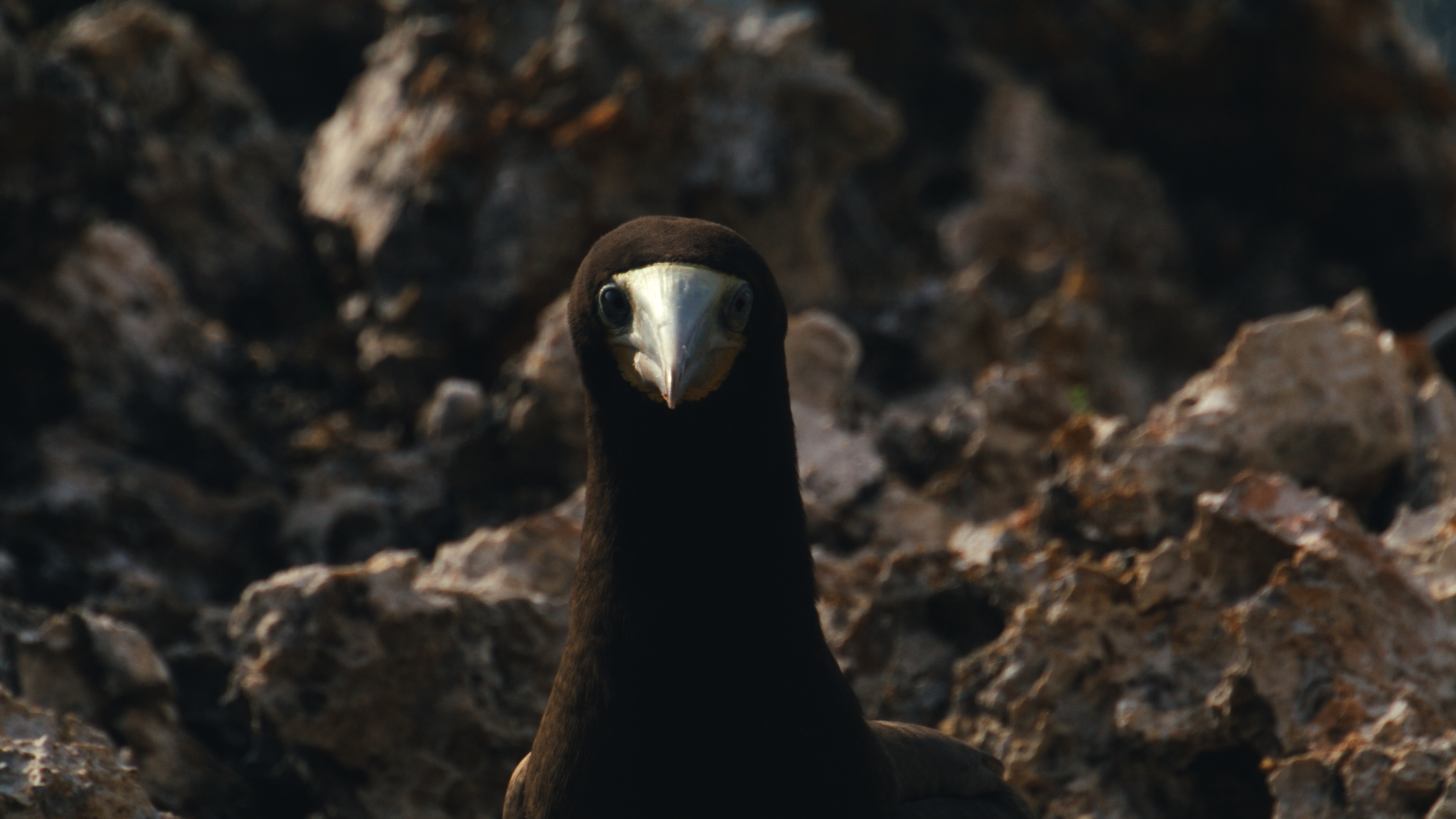 Brown booby resting on dark ironshore rock