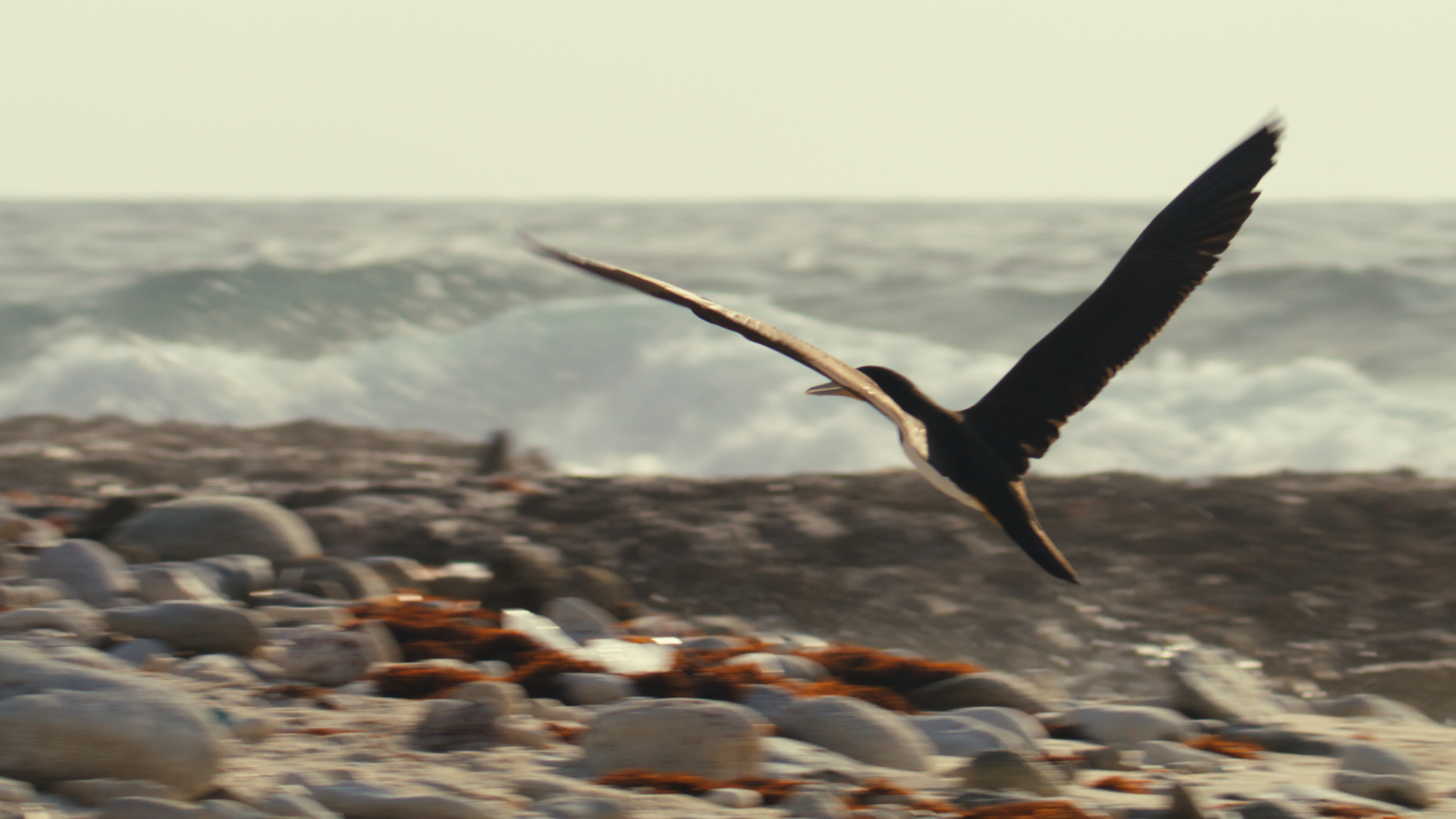 Seabird gliding over the surf along a rocky shoreline