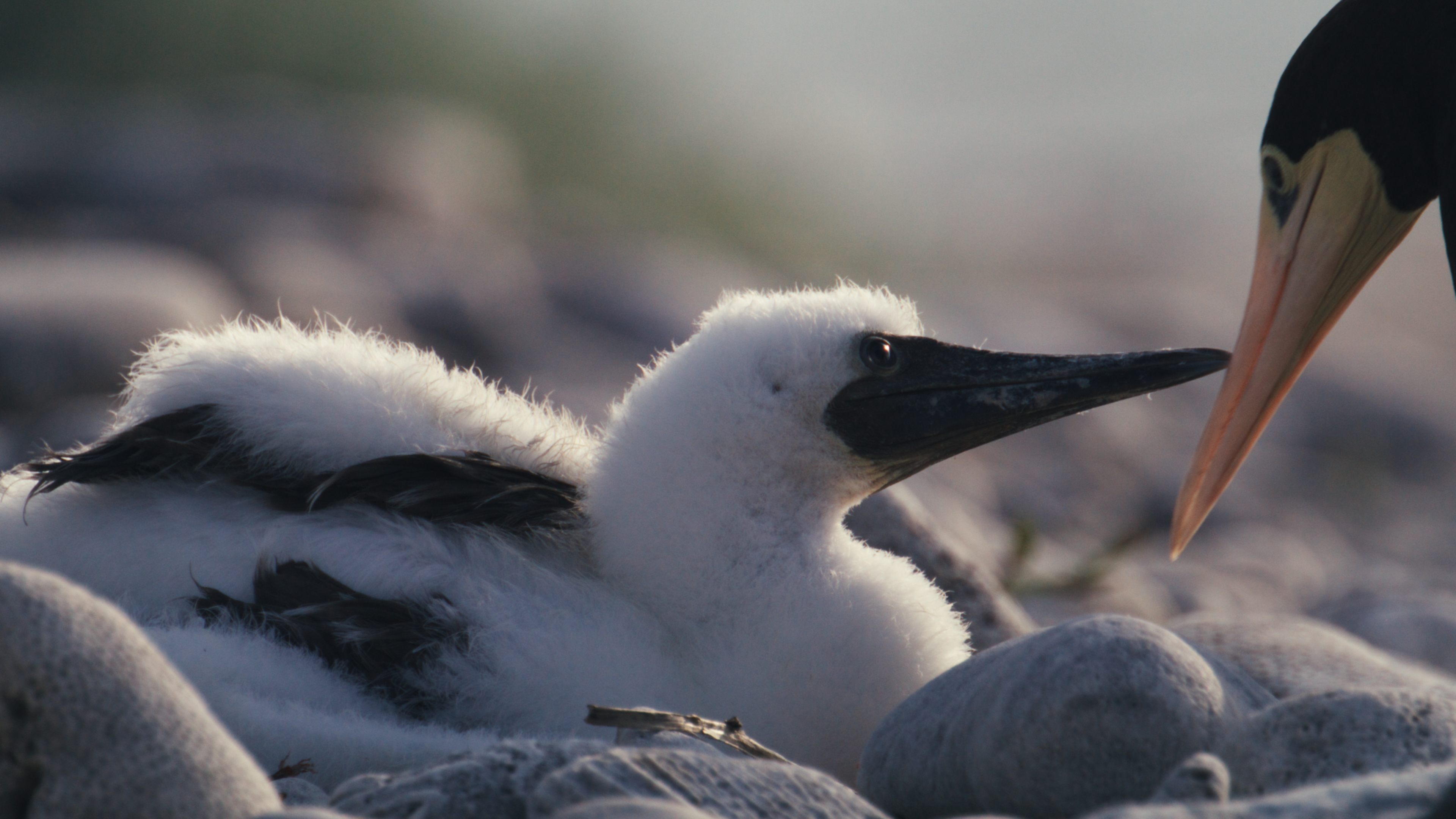 Brown booby chicks in a nest as an adult reaches in with its beak