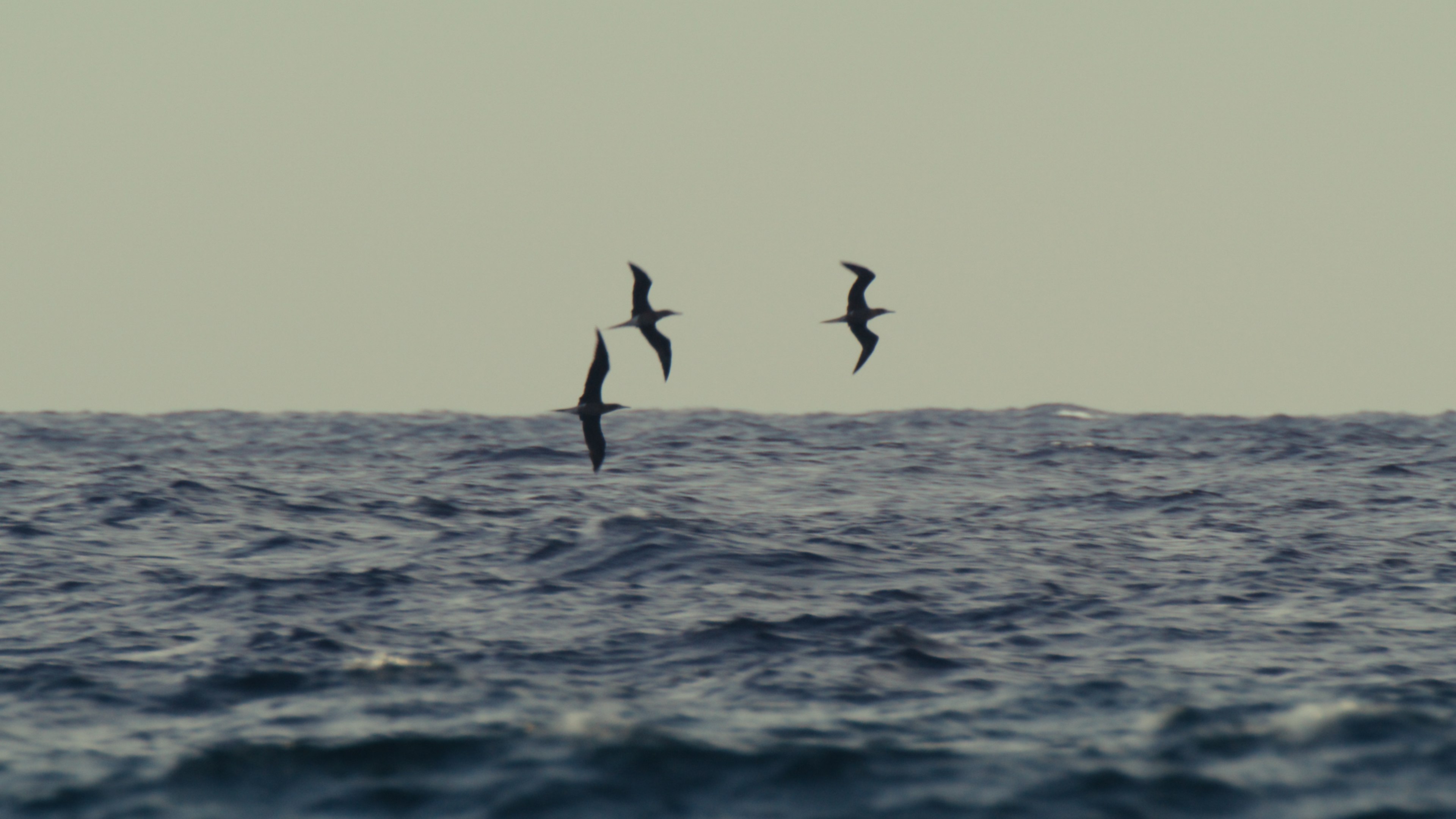 Two seabirds flying low over the open sea