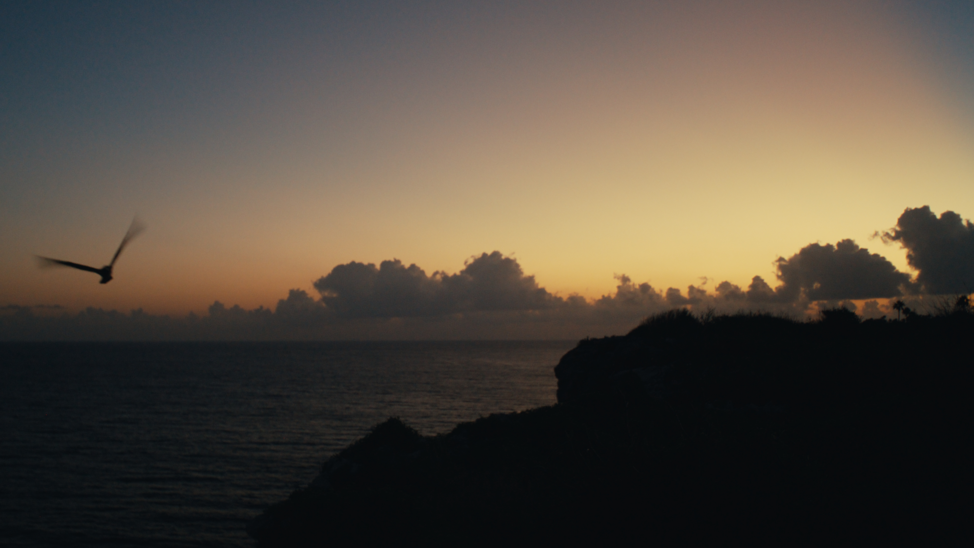 Seabird at dusk flying past silhouetted cliffs