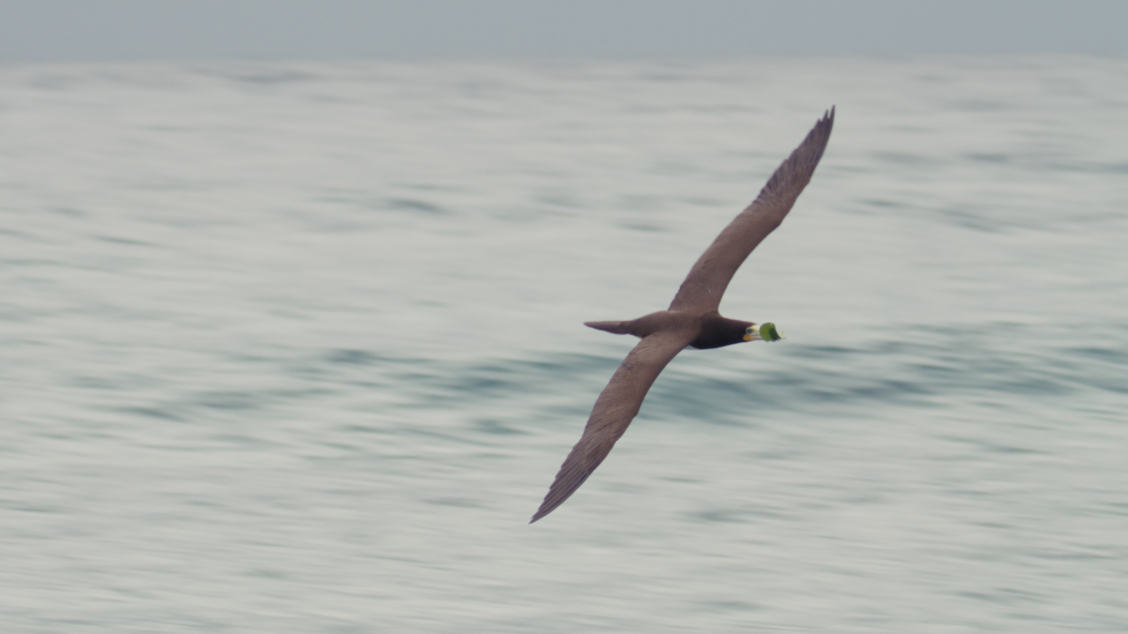Brown booby gliding low with motion blur