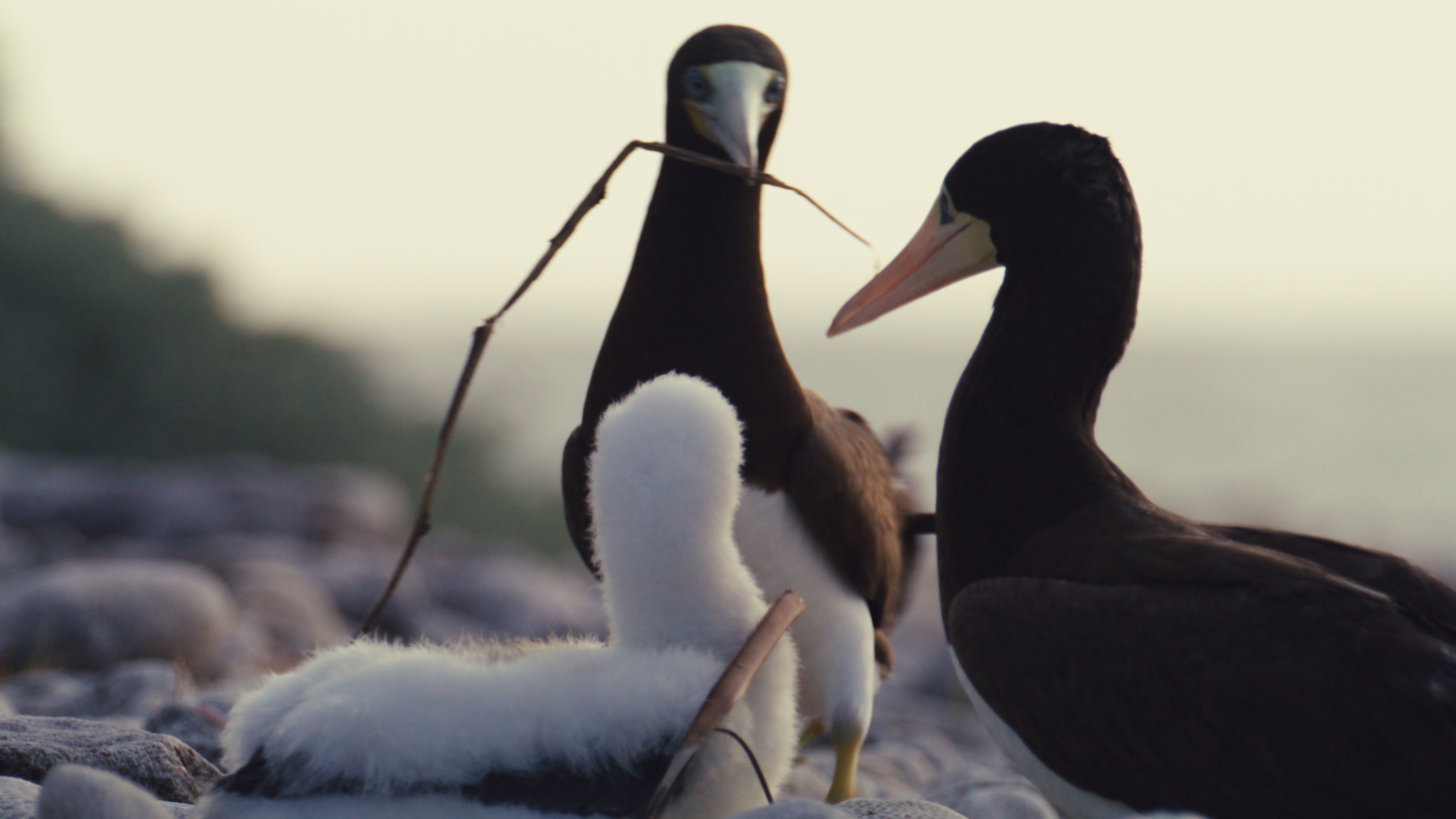 Brown booby pair with their chick holding a twig in its beak