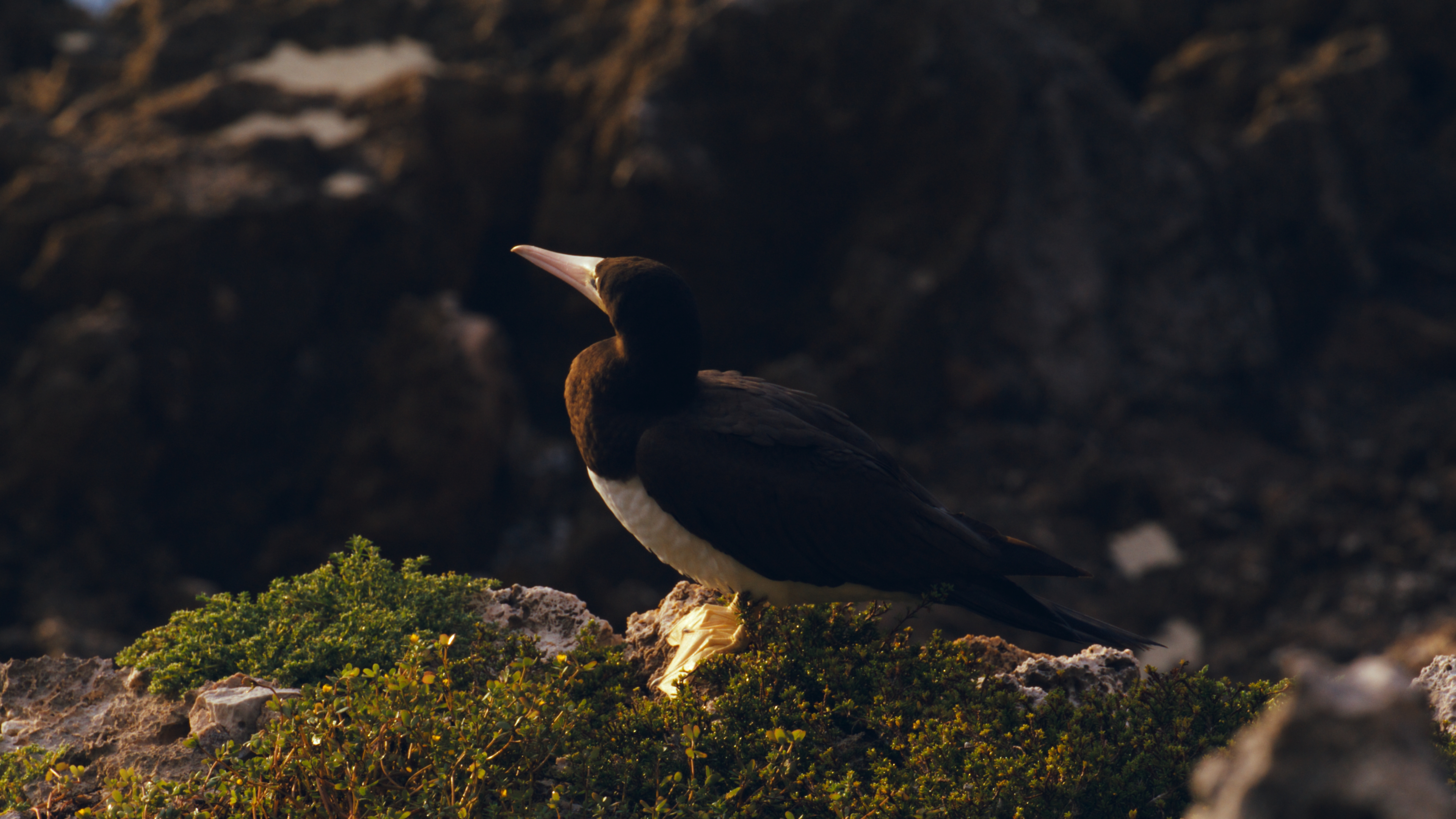 Brown booby perched on a mossy rock outcrop