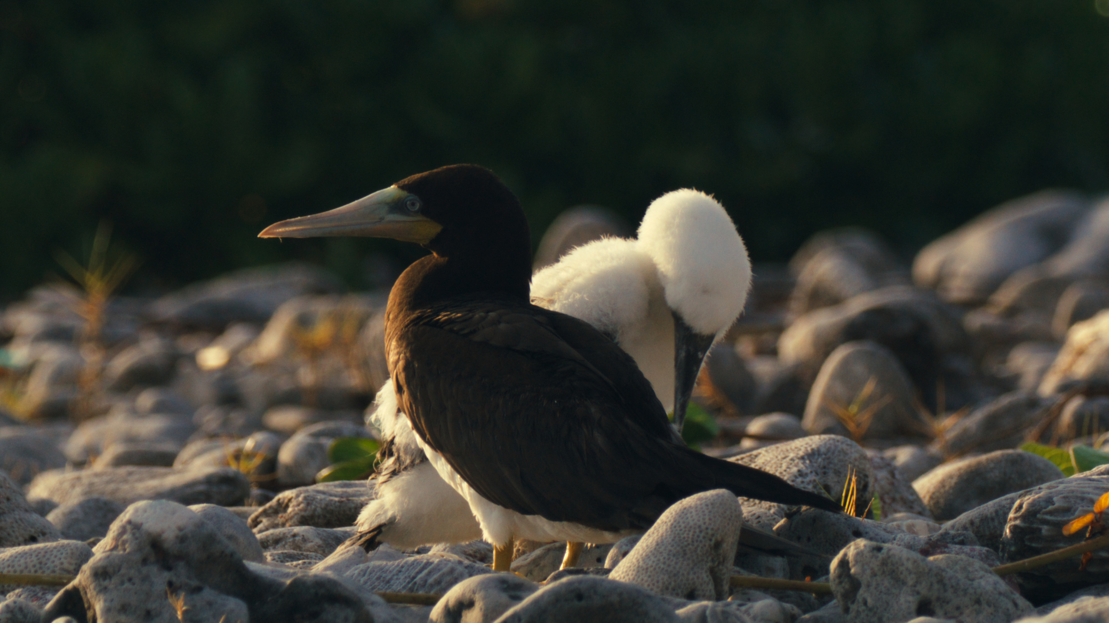 Brown boobies nesting across sunlit limestone rubble