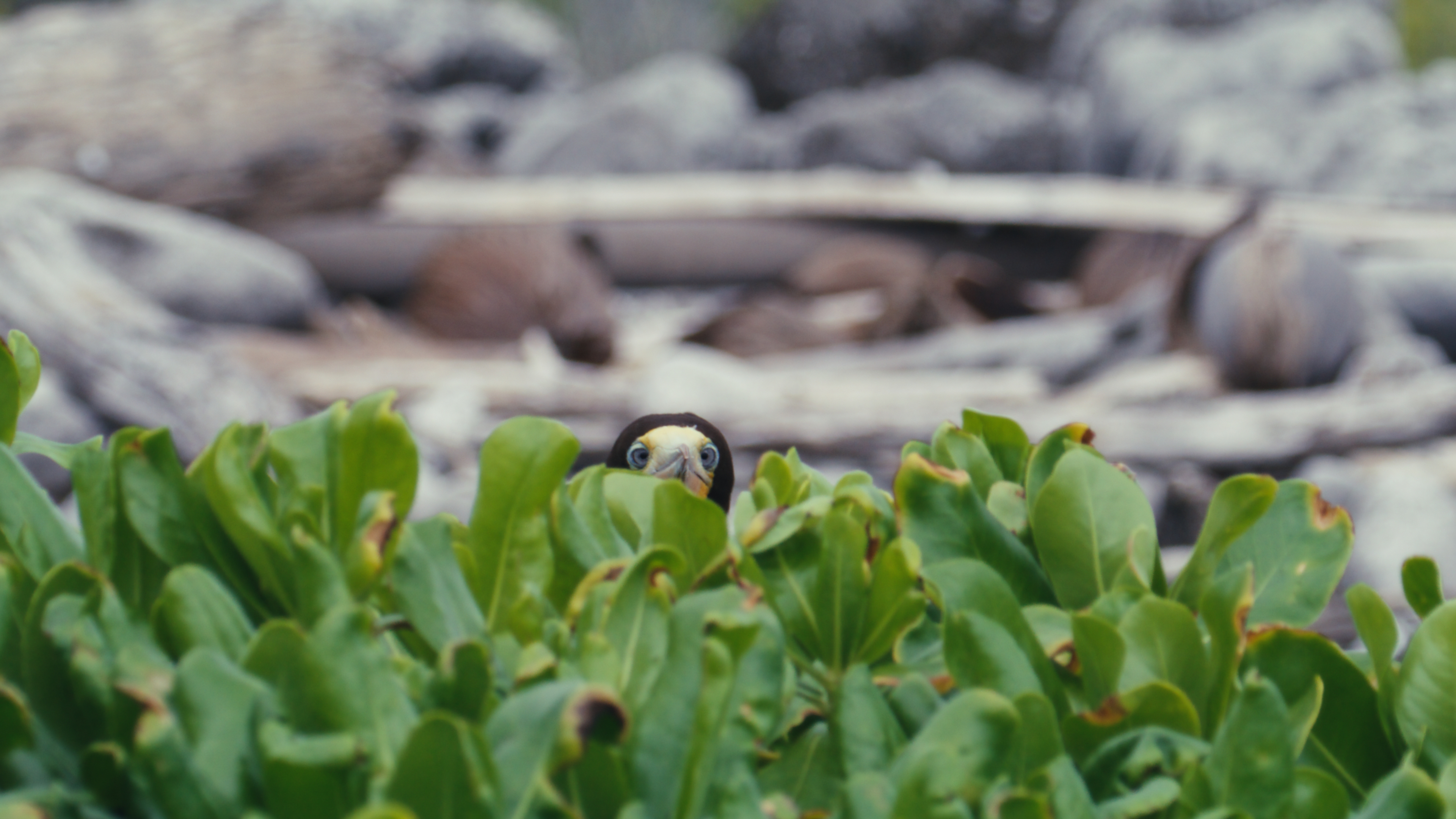 Booby chick peeking through green shoreline plants