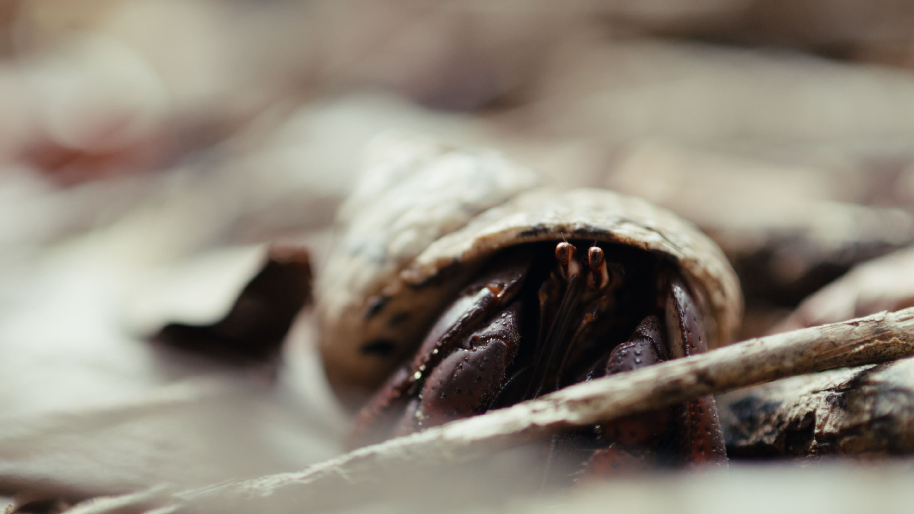 Close-up of a hermit crab on Cayman Brac