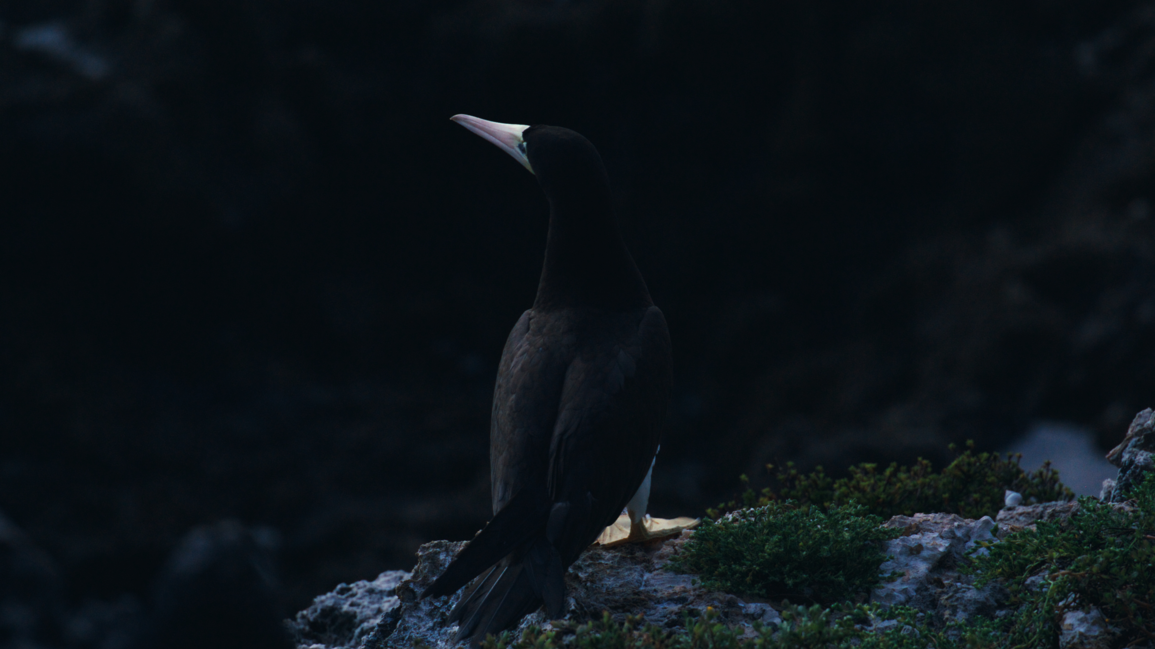 Brown booby in shadow at the cliff edge looking upward