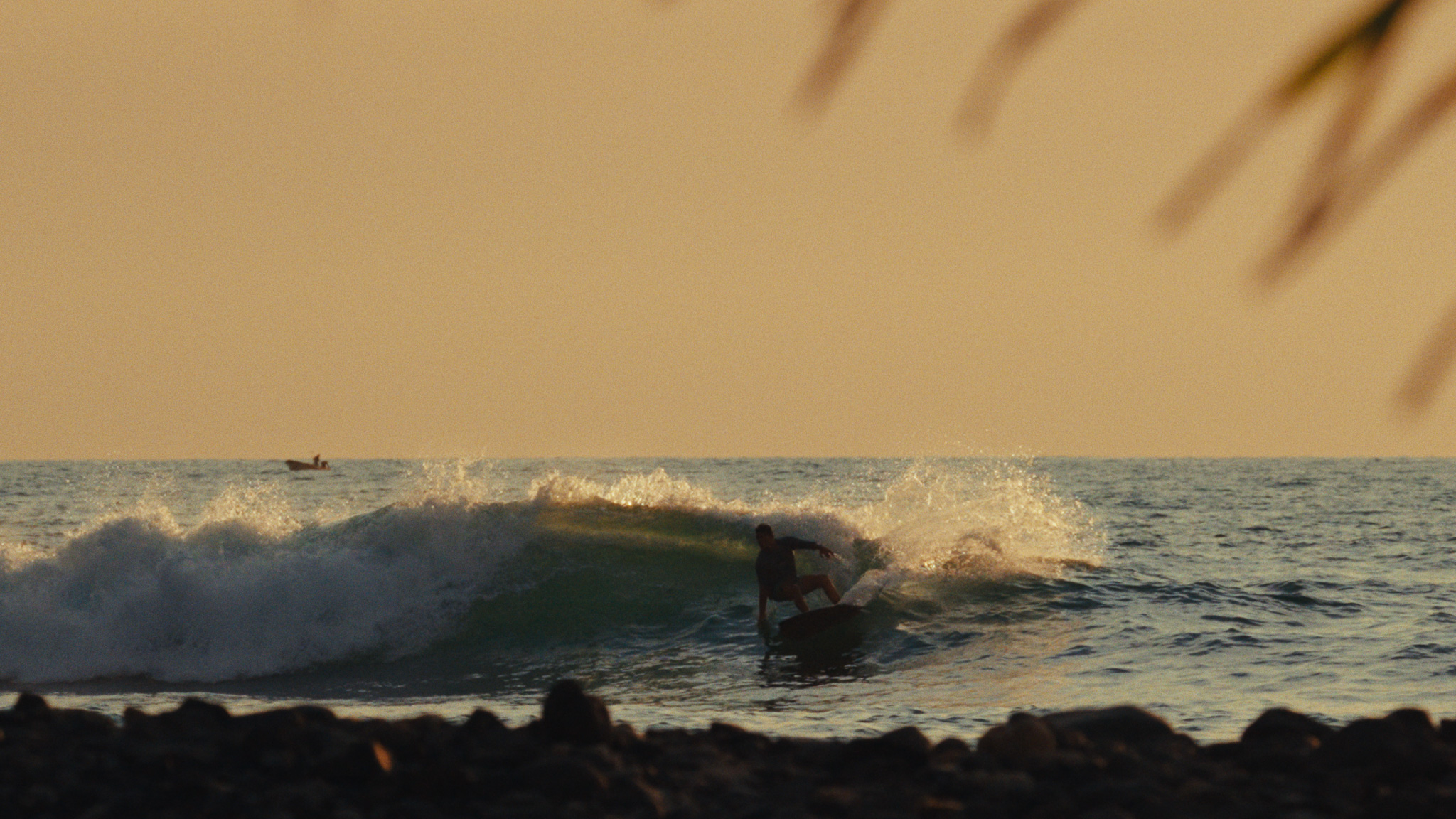 Surfer riding a small golden wave framed by a palm frond