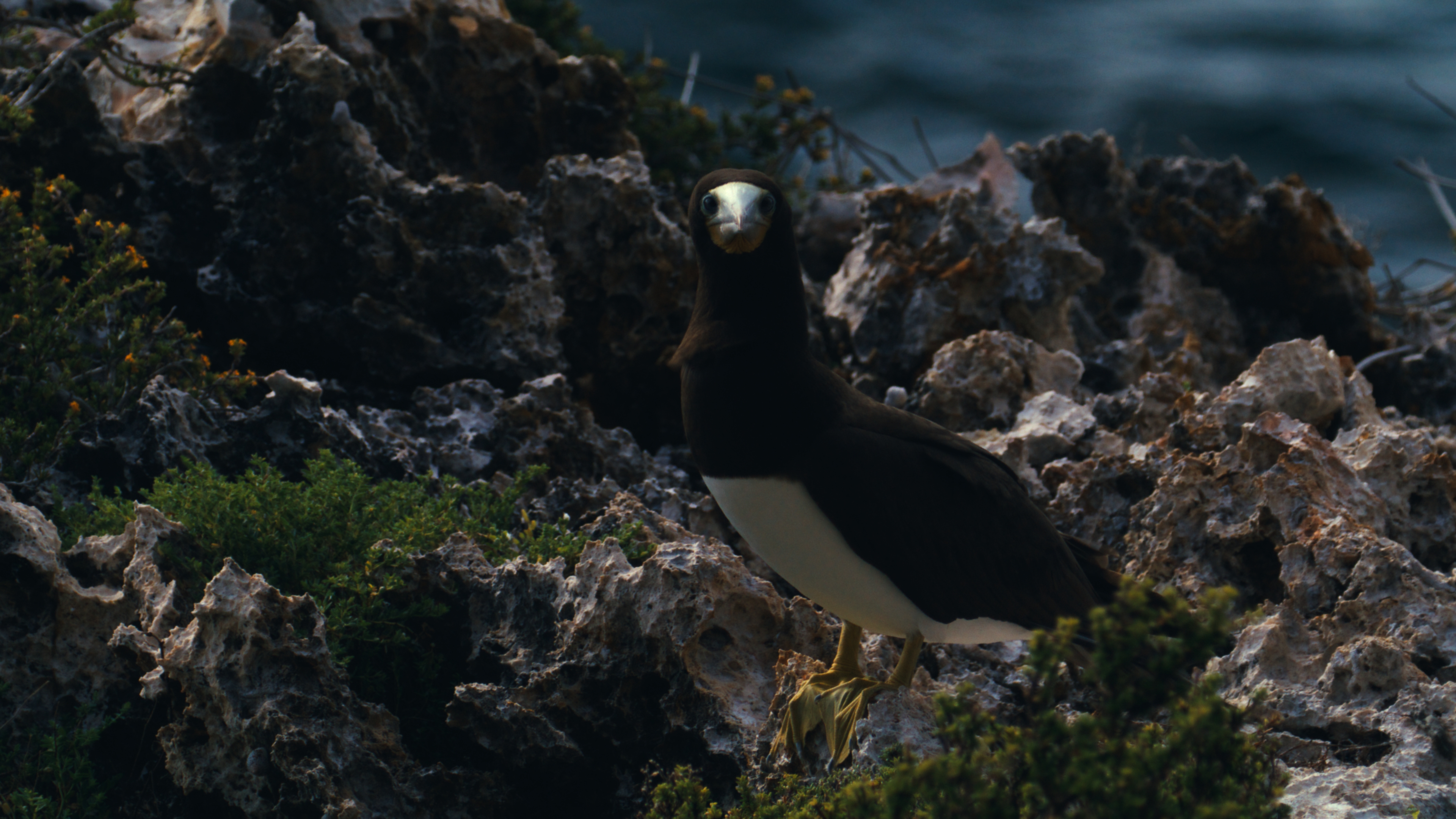 Brown booby standing on jagged limestone above teal water